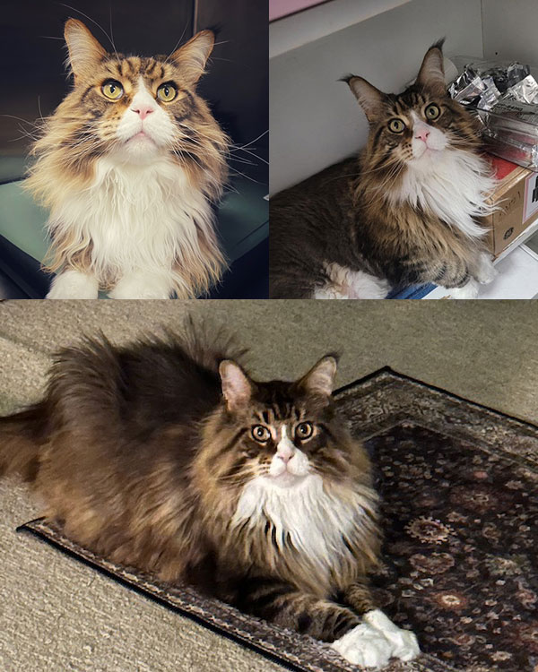 Maine Coon Cattery